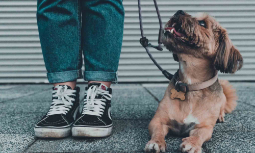 Kleiner Hund an der Leine blickt aufmerksam zu seiner Halterin auf.