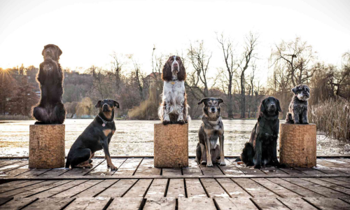 Sechs Hunde sitzen und stehen ruhig auf Holzpodesten am See.